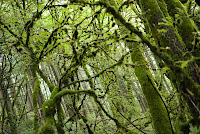 moss_creek-27.jpg