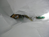 IMG_2197.JPG