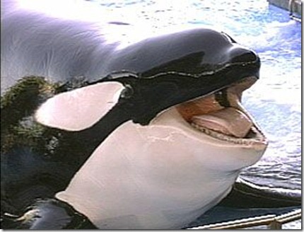 tillikum1 tillikum1