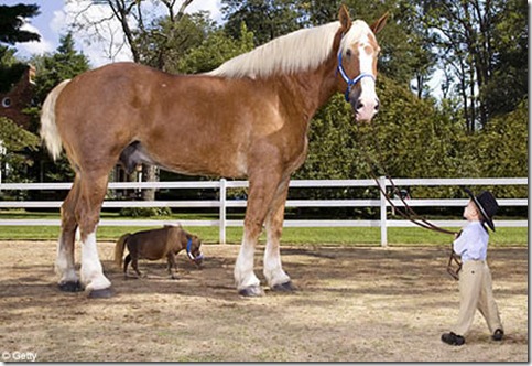 a406_horse a406_horse