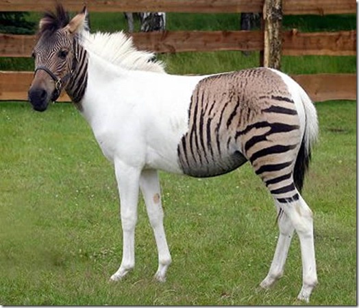 a96986_a607_15-zebroid a96986_a607_15-zebroid