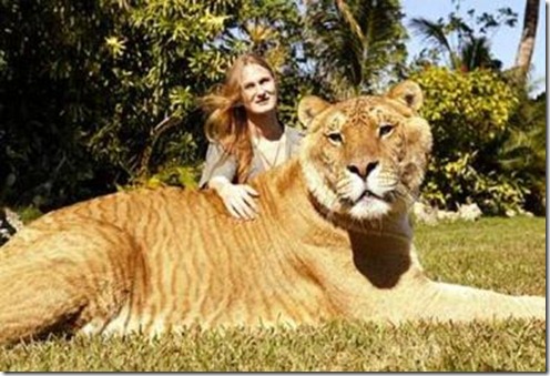 liger01 liger01