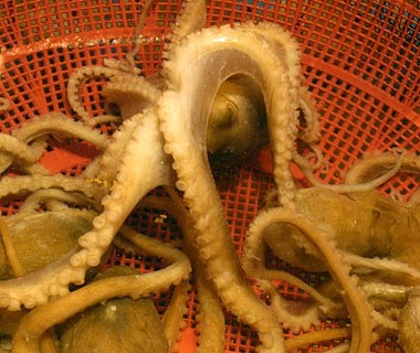 [200909-w-dangerous-octopus[3].jpg]