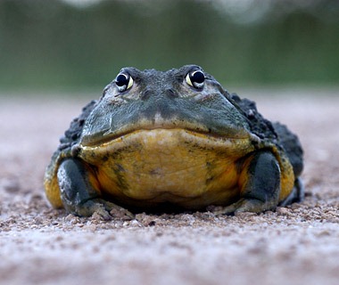 [200909-w-dangerous-bullfrog[3].jpg]