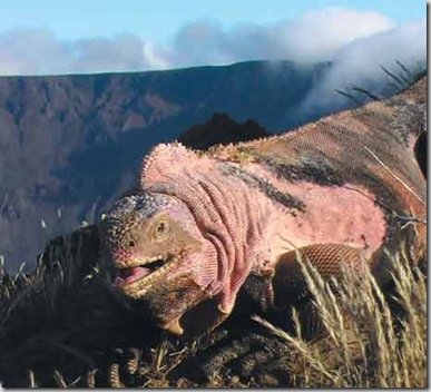 090105-pink-iguana-photo_big
