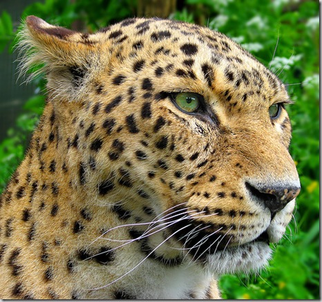 leopardo-de-frente