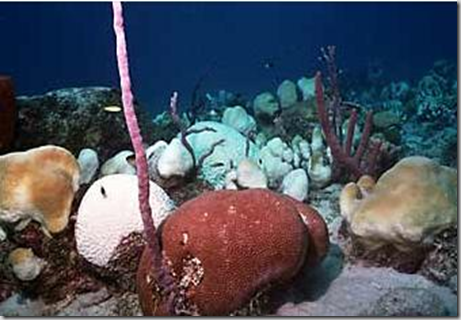 'Salva' alga a coral de cambio climático_1252759276300