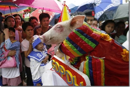 pigs_03