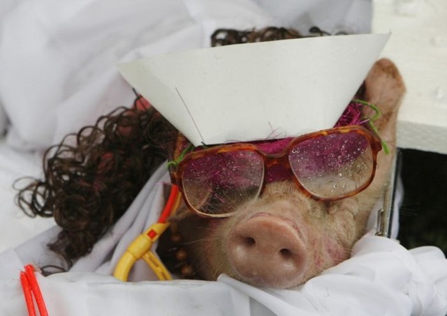 [pigs_023.jpg]