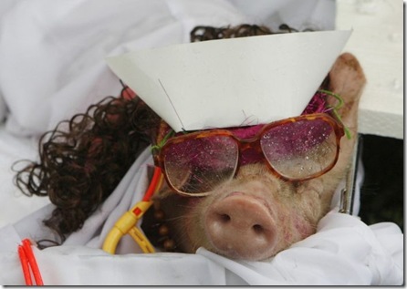 pigs_02