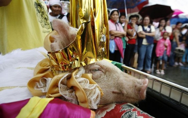 [pigs_053.jpg]