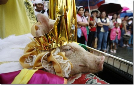 pigs_05