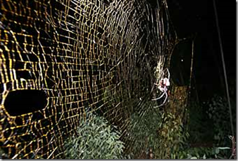 Descubren araña gigante en África_1256166619238
