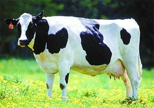 [vaca[3].jpg]