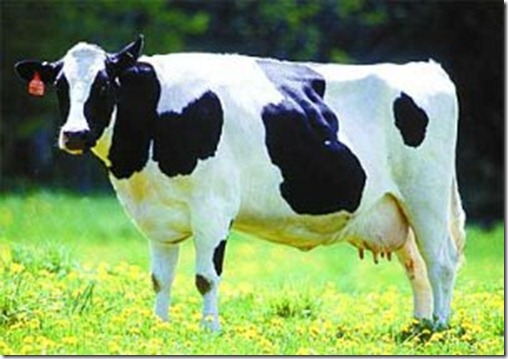 vaca vaca