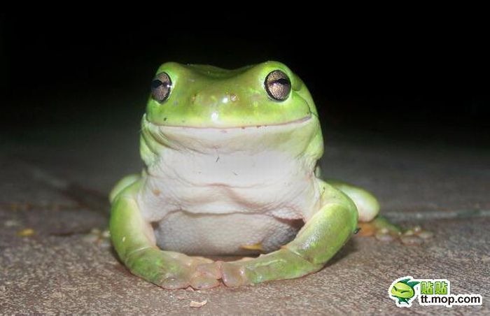 [this_cute_frog_is_very_dangerous_pre[2].jpg]