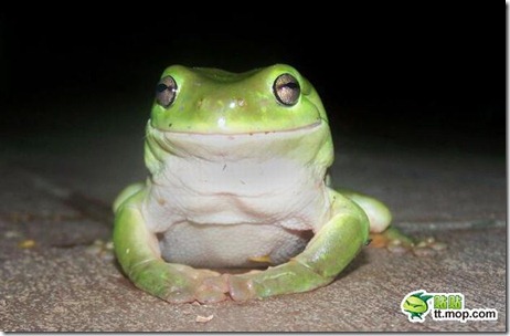 this_cute_frog_is_very_dangerous_predator_01