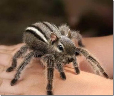 taranuardilla