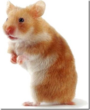 Hamster Hamster