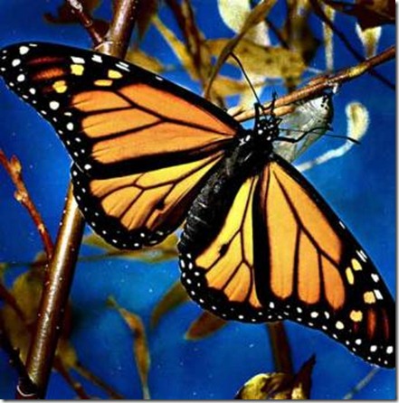 la-mariposa-monarca