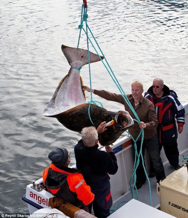 [giant_halibut_013.jpg]