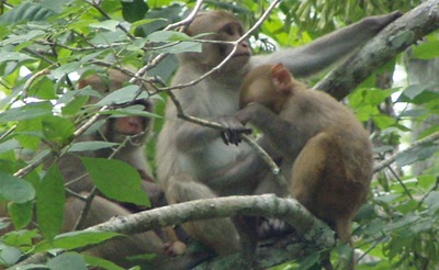[Family of Monkeys on the Silver River[2].jpg]