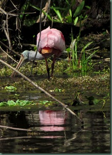 Roseatte Spoonbill