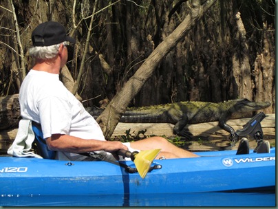 Al kayaking by Alligator