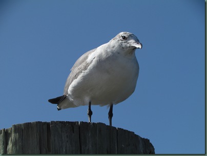 Sea Gull