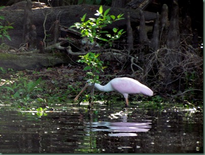 Roseatte Spoonbill