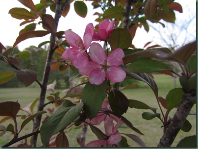 Crabapple bloom