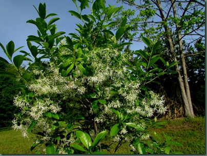 Fringe Tree