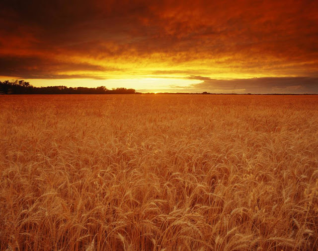 Fields of Plenty Fields of Plenty