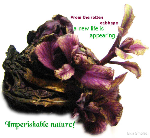 Kupus - haiga