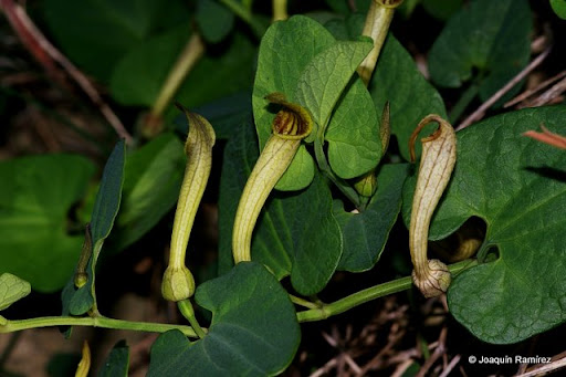 Aristolochia paucinervis Aristolochia+paucinervis+-+C%C3%A1rtama+(2)