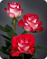 rosas_m_040 rosas_m_040