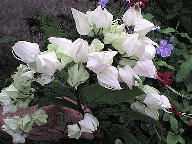 [flor28[12].jpg]