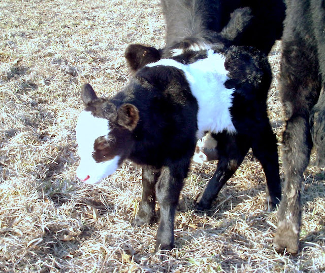 grass fed beef beltie angus cattle