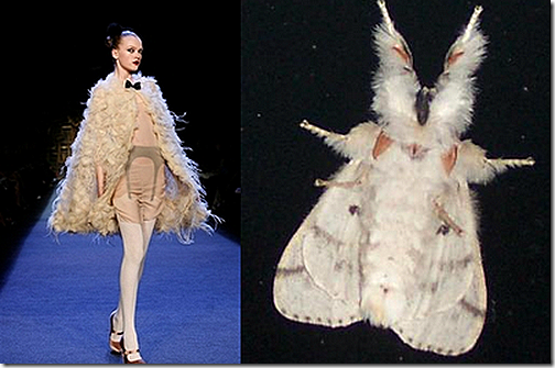 butterfly1 butterfly1