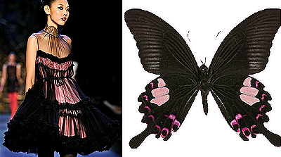 [butterfly2[2].png]