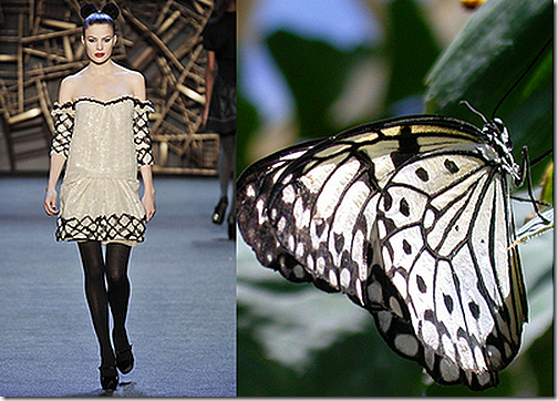 butterfly3 butterfly3
