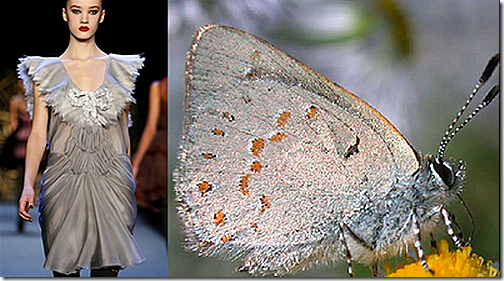 butterfly4 butterfly4