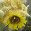 Frailejon