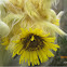 Frailejon