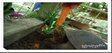 tortoise eat