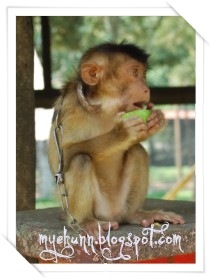 [monkey eating[5].jpg]