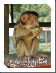 monkey eating