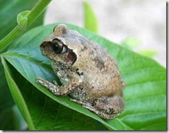 04_Bocage Tree Frog