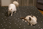 DSC05165.JPG