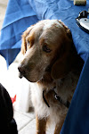 DSC09597.JPG